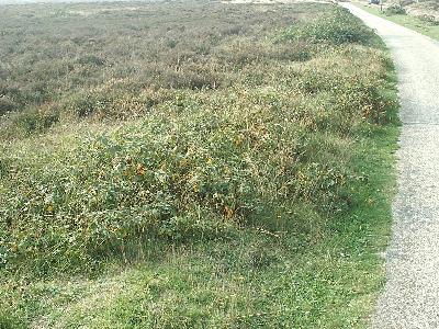 Braamstruiken langs de wandelroute.