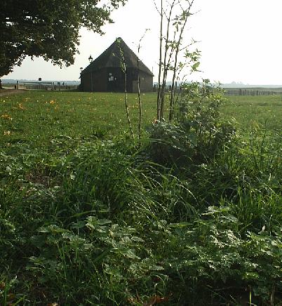 brandnetels, schaapskooi, eutrofiring.