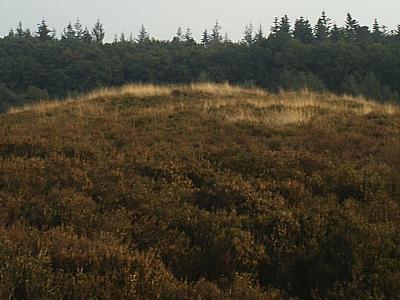 Grafheuvel op de Ginkelse heide.