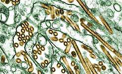 H5N1-vogelgriep-virus