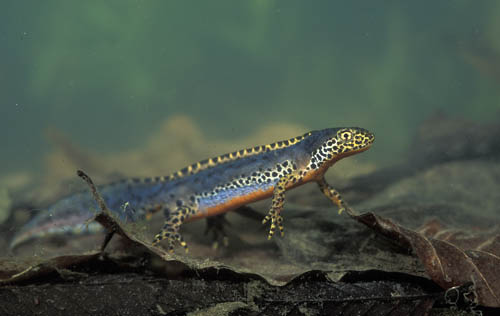 Kwetsbare bewoner natte natuur Oost- en Zuid-Nederland.